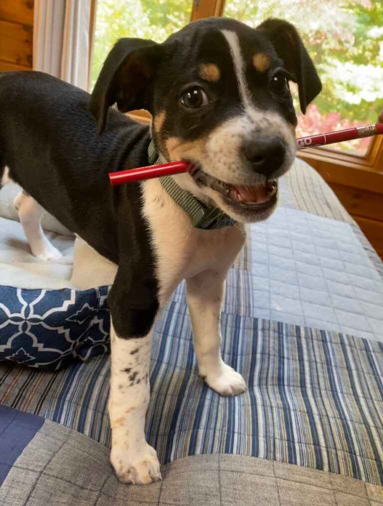 Betty-Boo-Image-by-Kelli-Suding-@ksuding-Image-2-768x1014_30_11zon