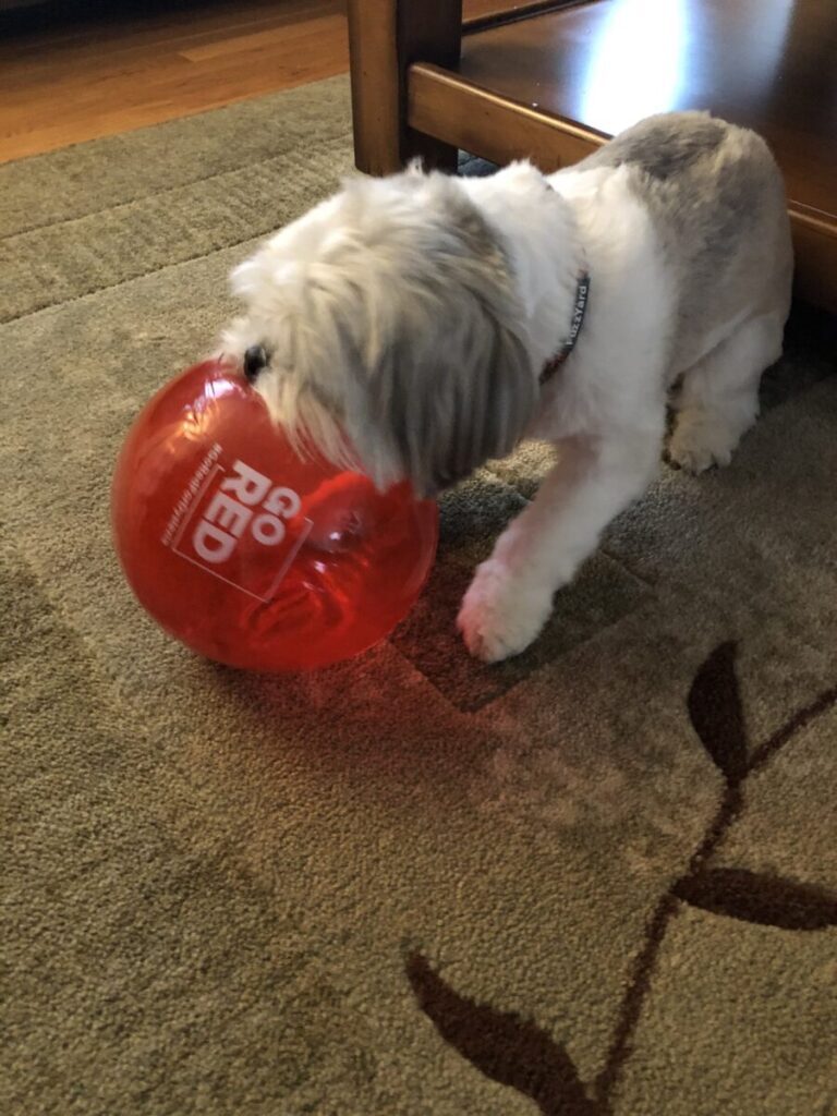 Doggy-goes-red-Image-by-Mike-Marotta-@mmatp-768x1024