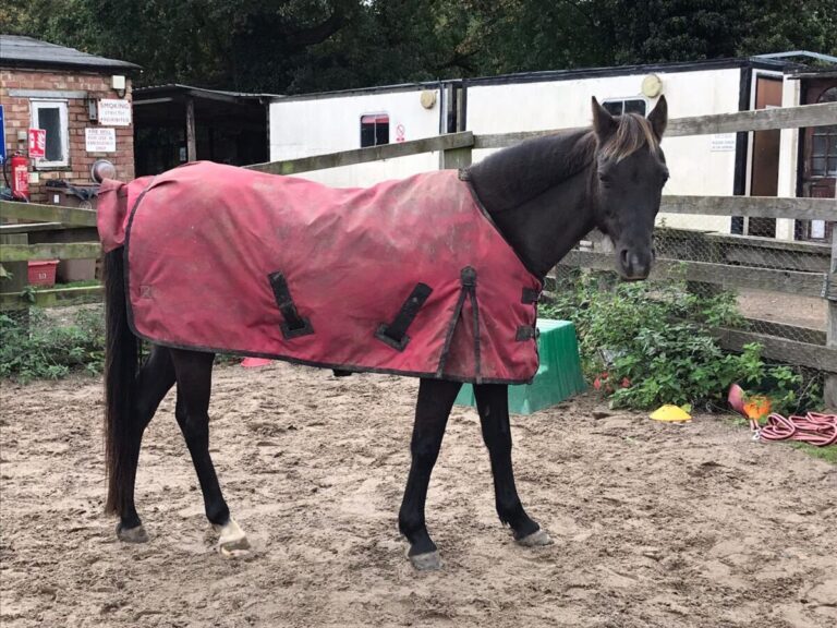 Horse-goes-red-Credit-goes-to-Time-to-Shine-Kids-@TimetoShineKid1-768x576