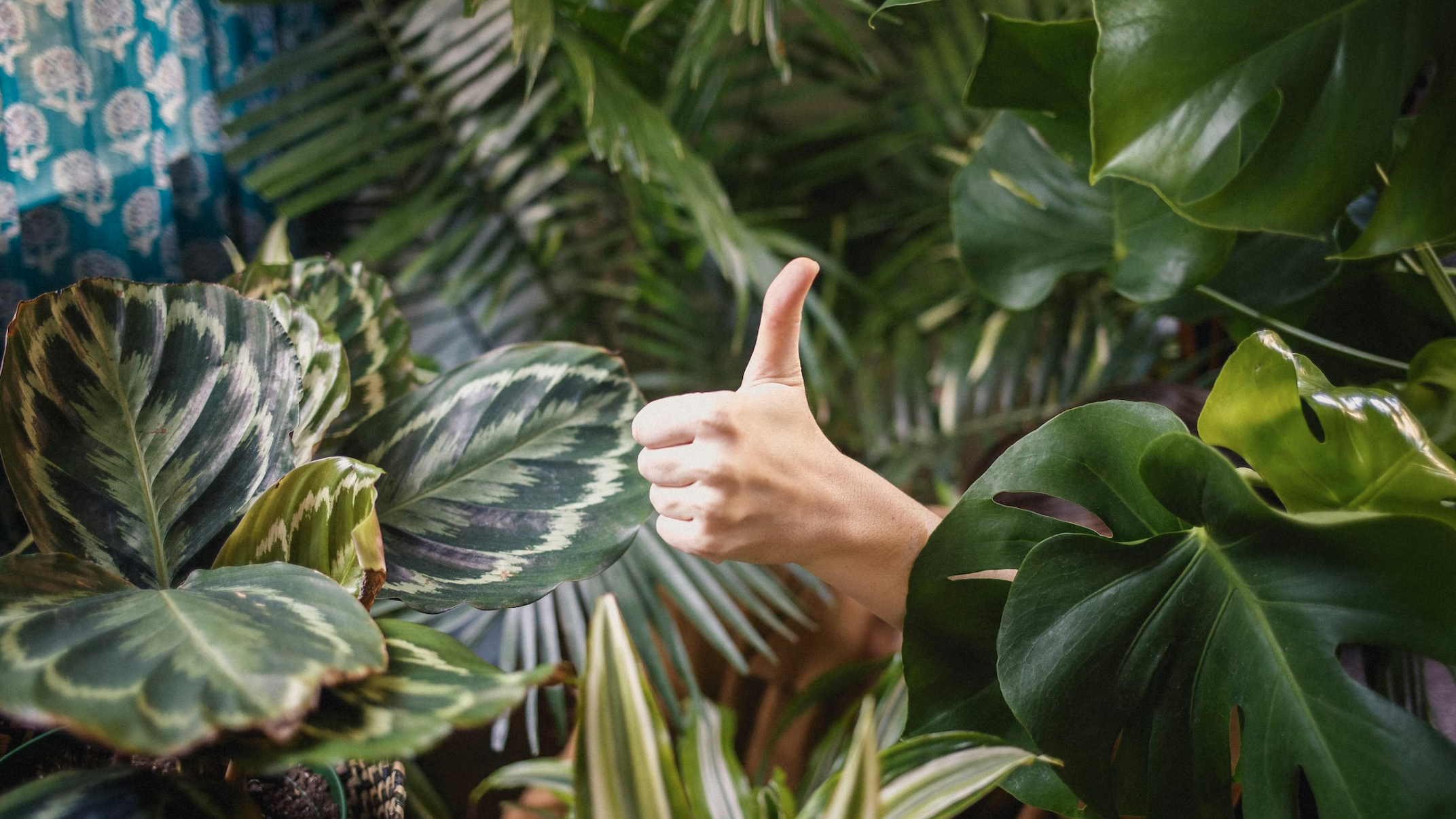 a thumbs up sign emerging from a mass of tropical-looking plants. 