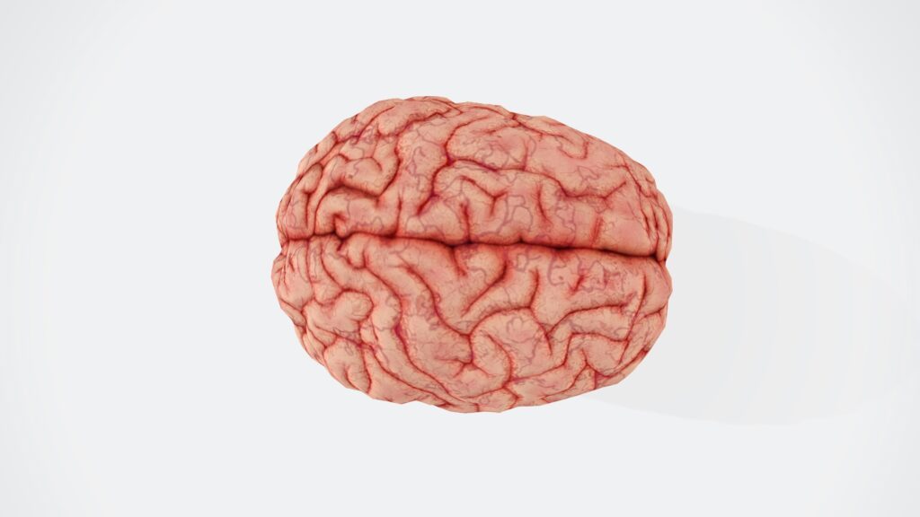 A plastic model of a human brain against a white background 