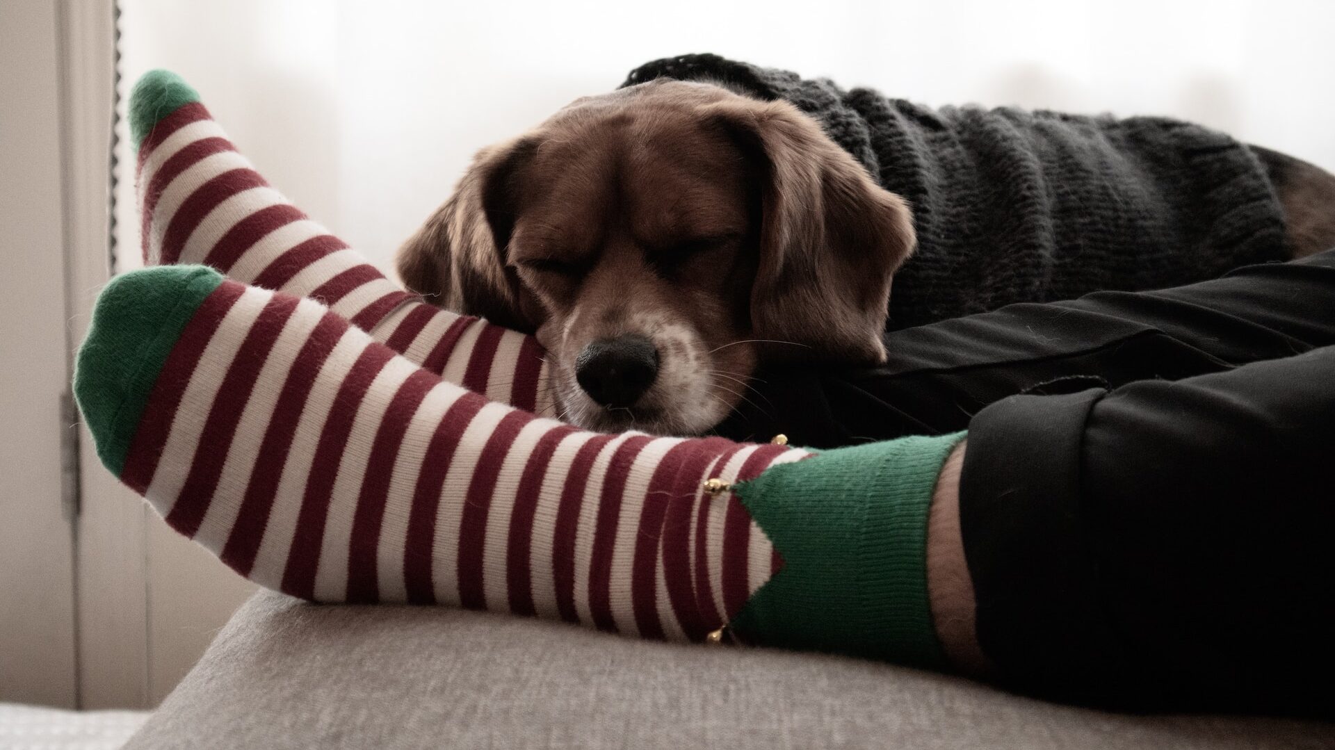 a dog taking a nap on a pair of feet, which are clad in striped red, white and green socks.