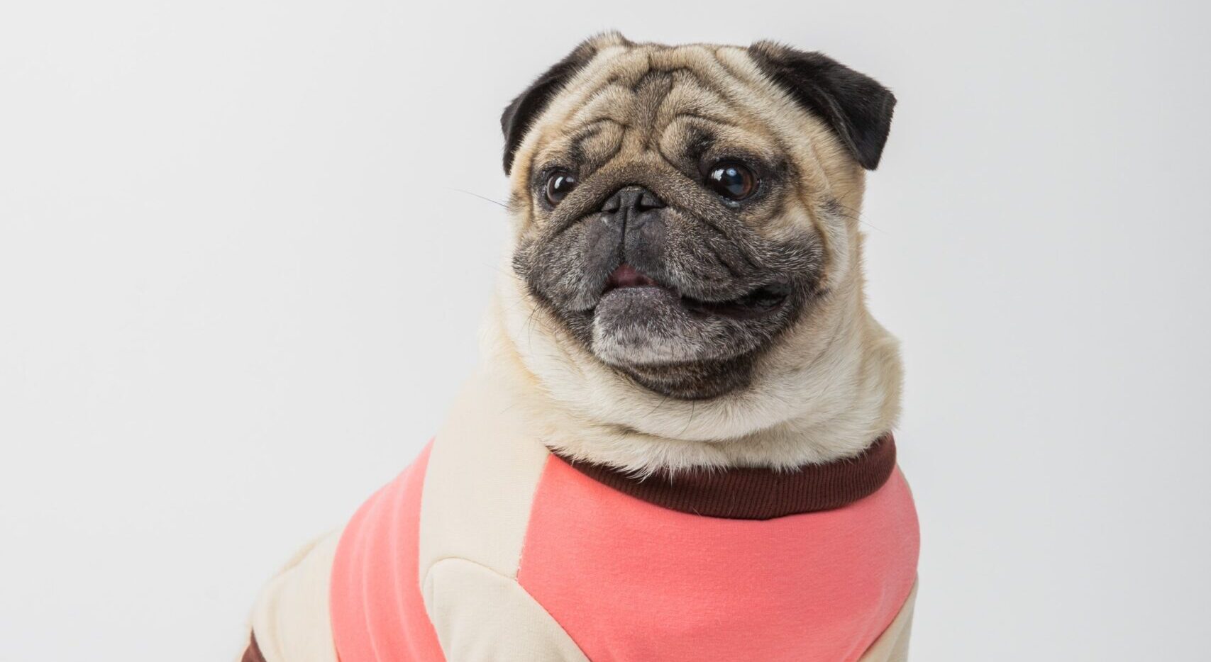 4 Things We Love About Dogs and Dyslexia